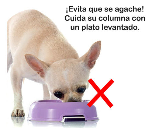 Plato Elevado De Alimento Perro/gato con Nombre Personalizable