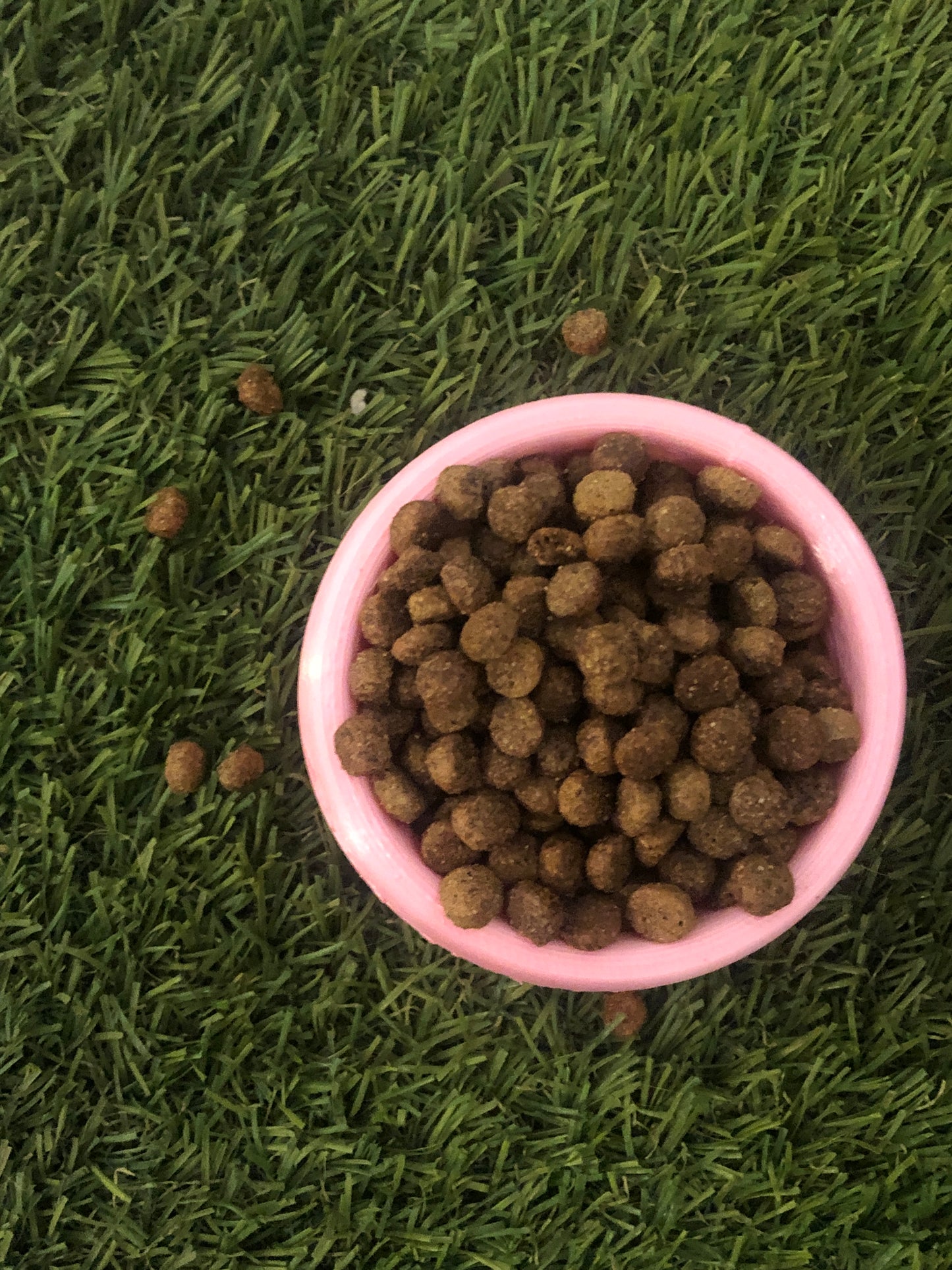 Plato Elevado De Alimento Perro/gato con Nombre Personalizable